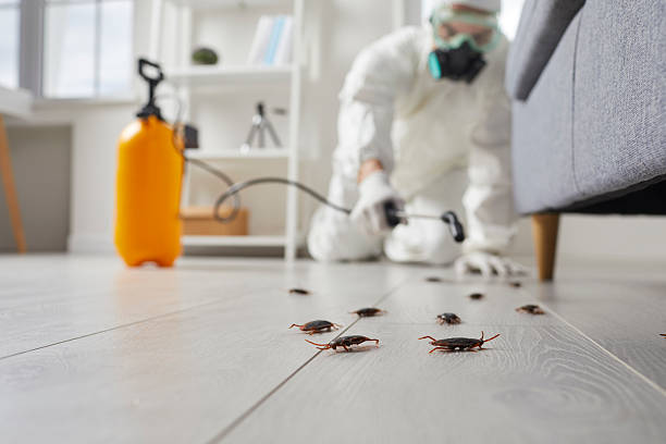Commercial Kitchen Cockroach Control in Tuscola